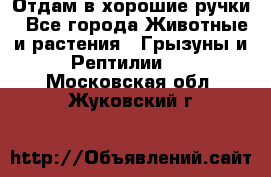 Отдам в хорошие ручки - Все города Животные и растения » Грызуны и Рептилии   . Московская обл.,Жуковский г.